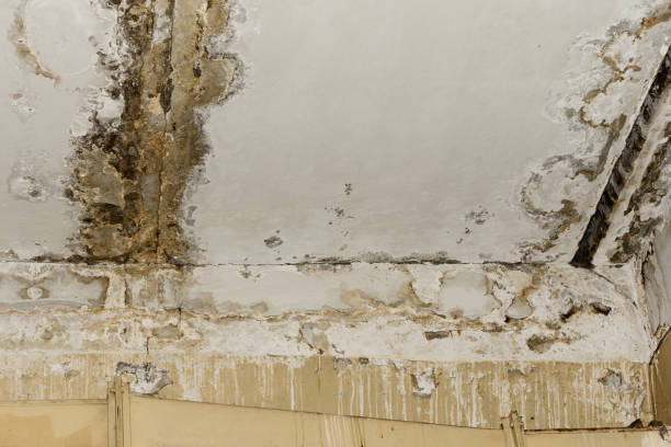 Reliable Florence, KY Mold Removal Solutions